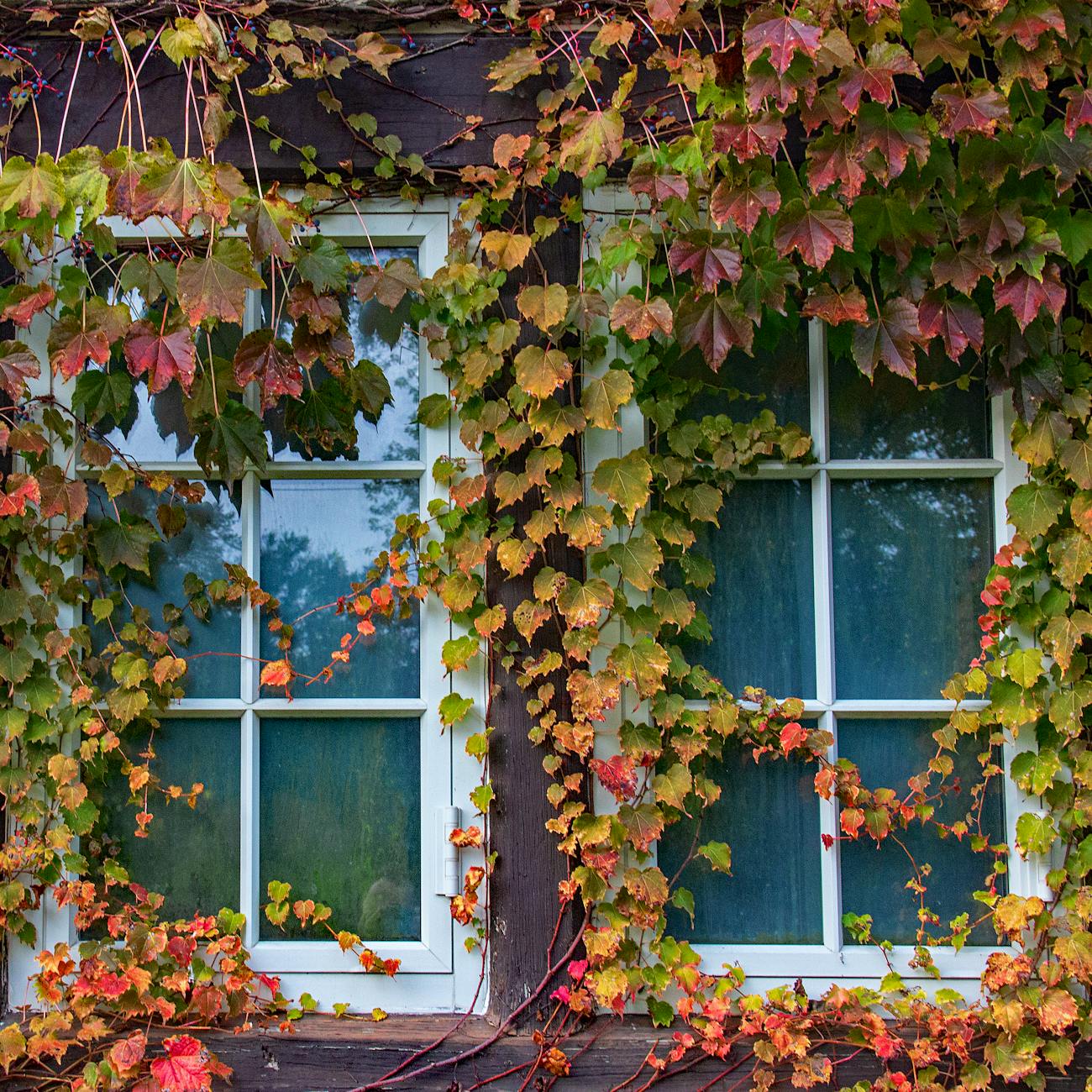 photo of window with vine plants