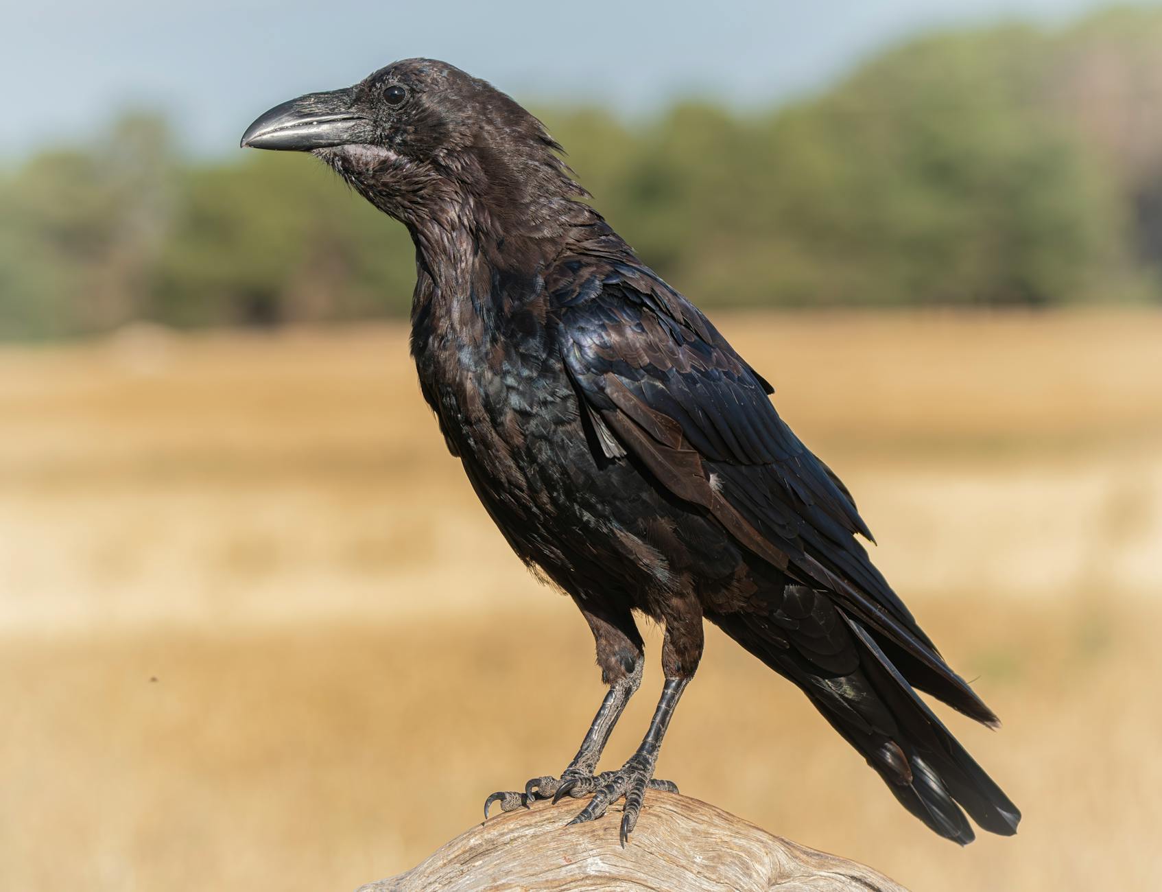 close up of a raven on a field