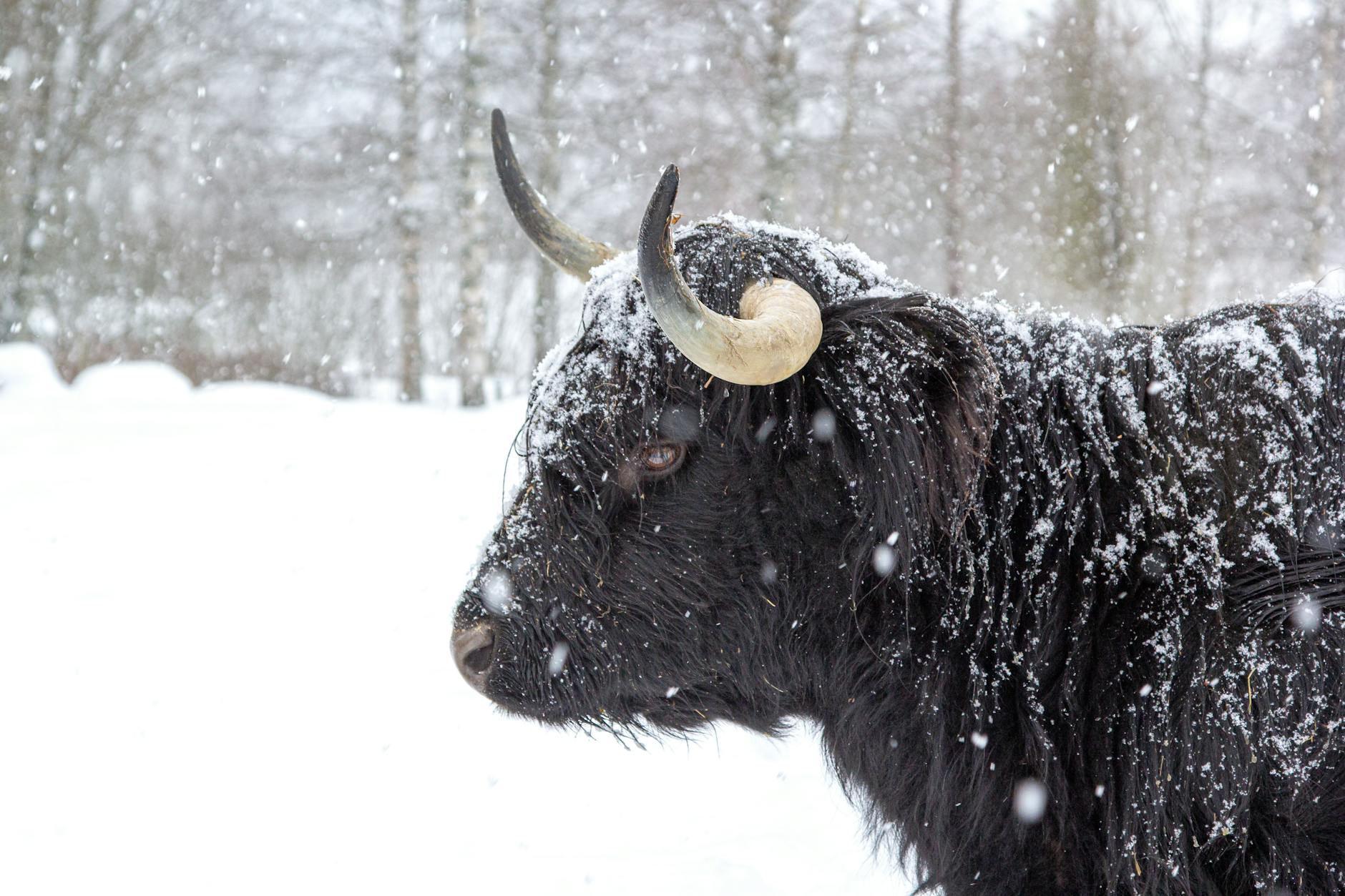bison in a forest in winter