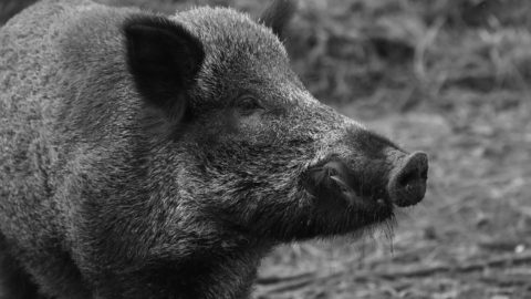 black boar