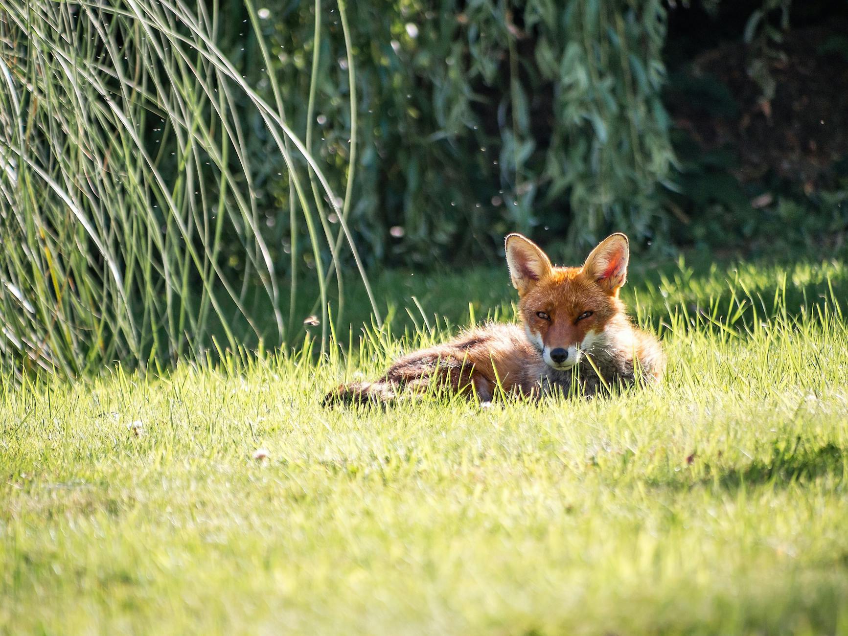 photography of a fox lying on grass