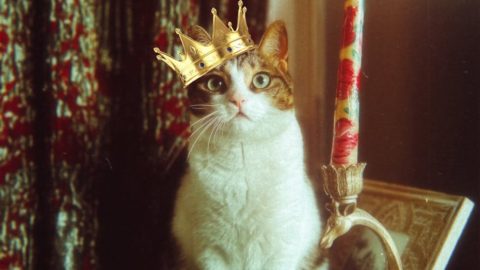 funny picture of a cat in a crown sitting next to a candle