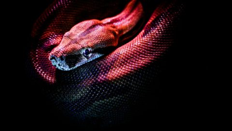 photo of a red snake